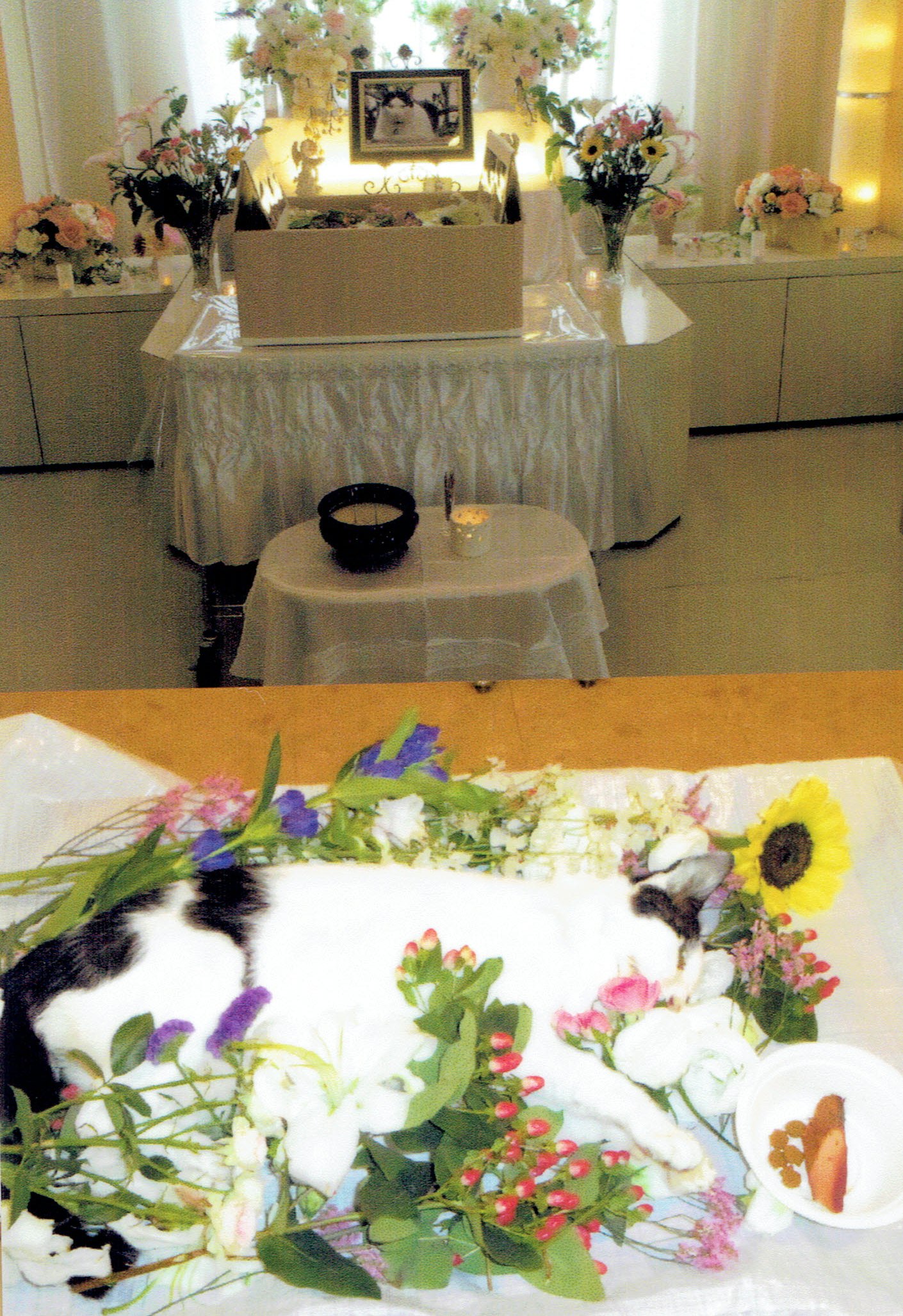 猫の葬式