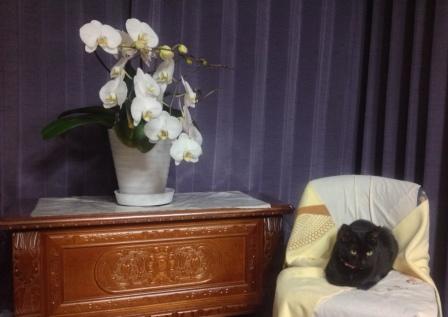 胡蝶蘭と猫
